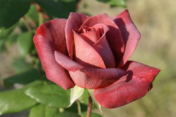 lonely rose