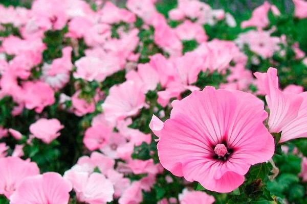 Lavater Blume