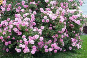 Merkmale des Pflanzens mehrjähriger Buschblumen im Garten, Beschreibung der besten Arten