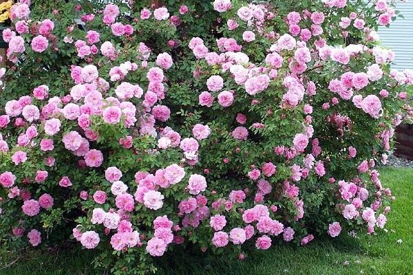 Park Rosen