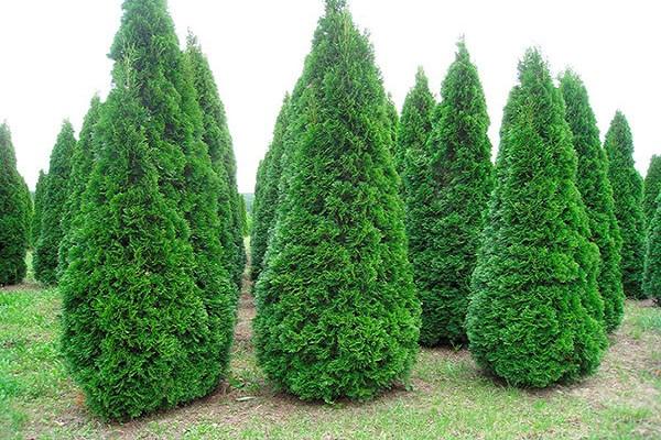 Pfeile von Thuja