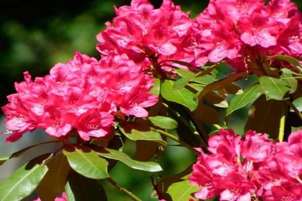 blühender Rhododendron