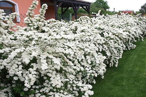 mehrjährige Spirea