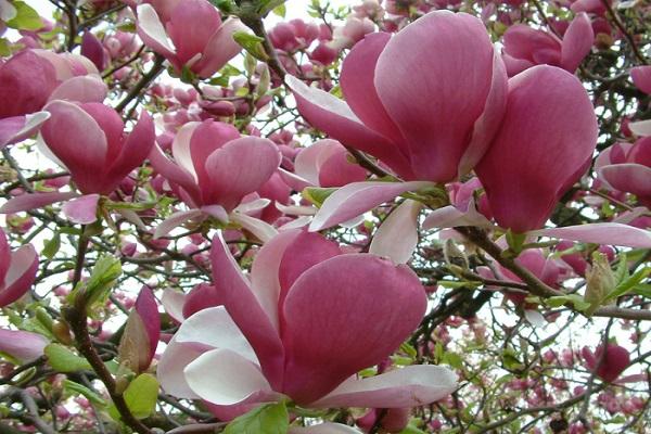 Magnolienbaum