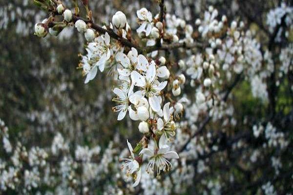Frühlingsblüte