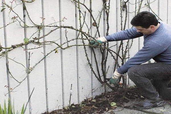planter une bouture