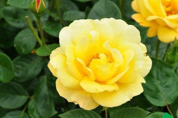 rosebud