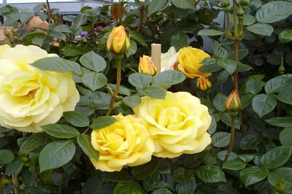 flowering in a flower bed