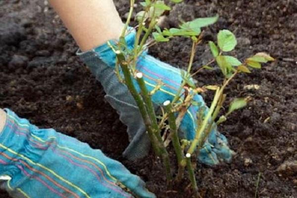 planting in soil