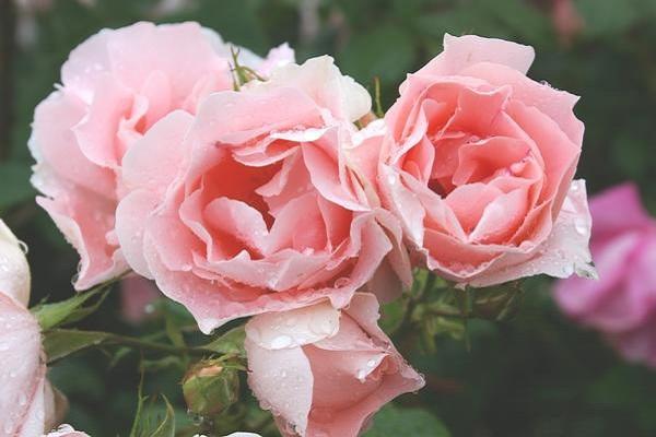 τριαντάφυλλο grandiflora