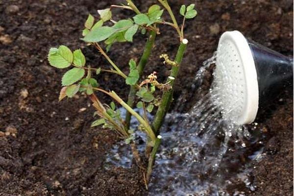 accurate watering
