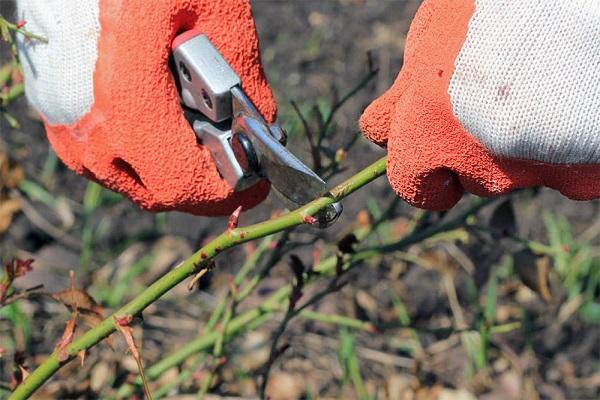 rose pruning