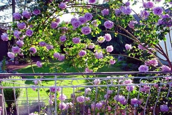 blooming flower
