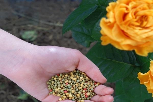 introduction of granules