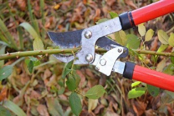 stem pruning