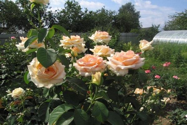 flower garden in the garden