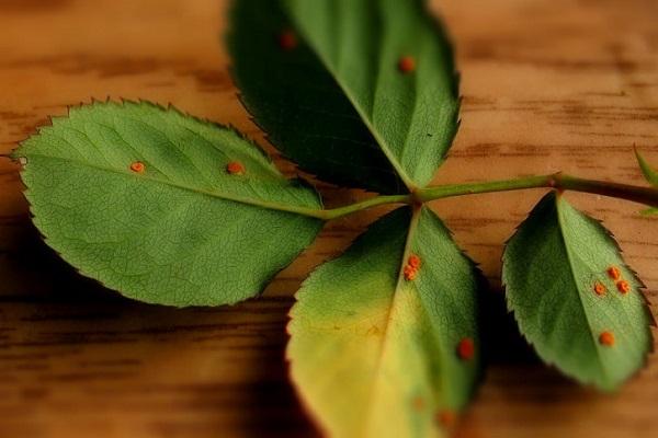 rust on the leaves
