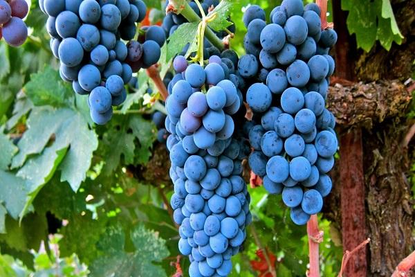 merlot techninis