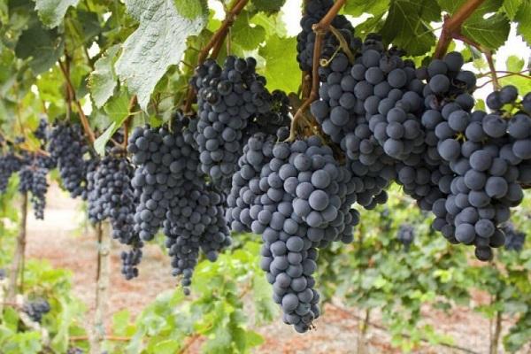 malbec prancūzų
