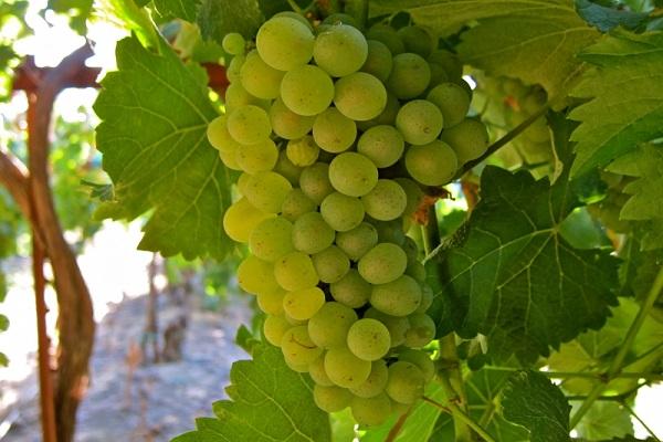 „Pinot Blanc“
