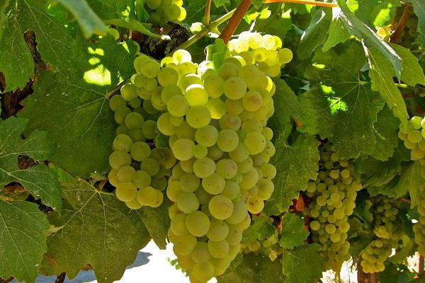 „Chardonnay“ vynuogės