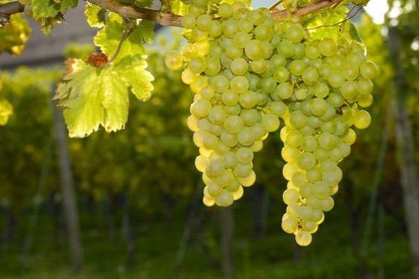 sauvignon blanc