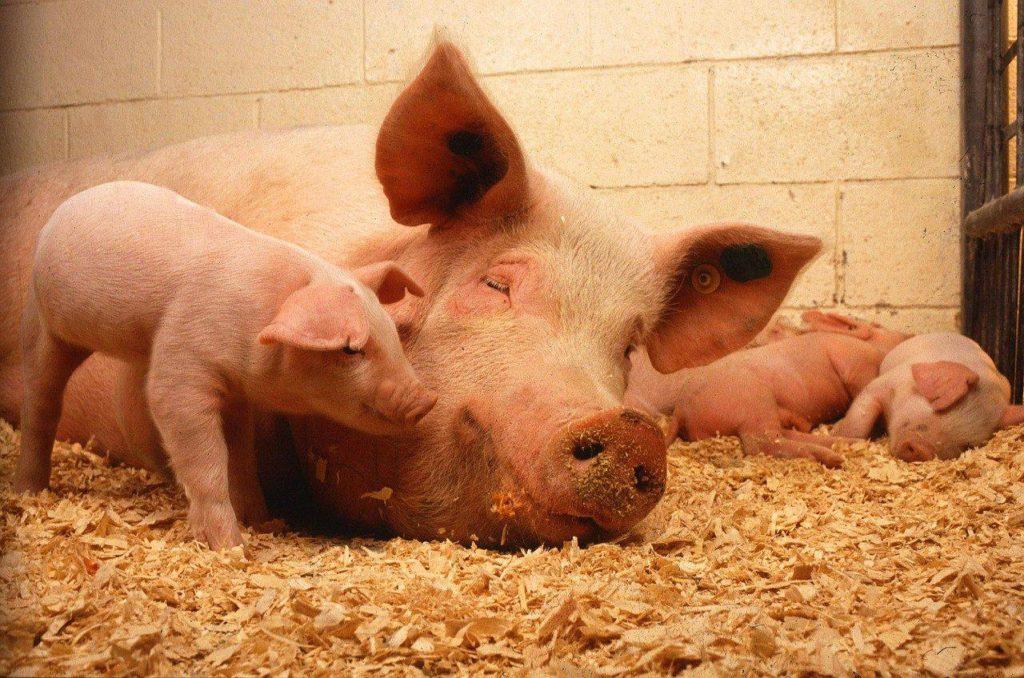 viele Schweine
