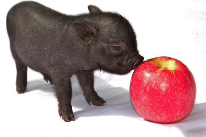 Mini mayyalino