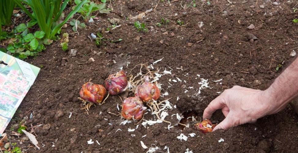 planter des lis