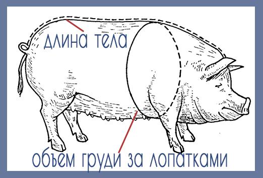 svine tegning