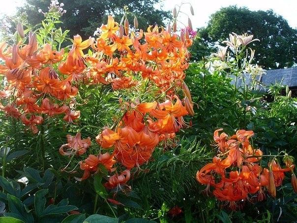Lily Martagon