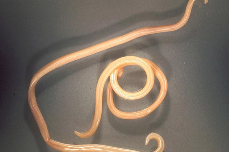 pig worms