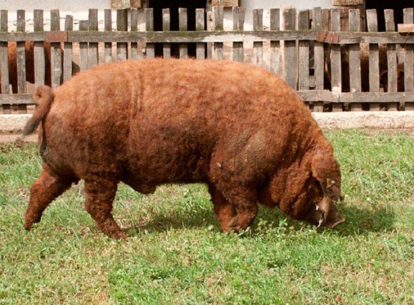 hungarian mangalica