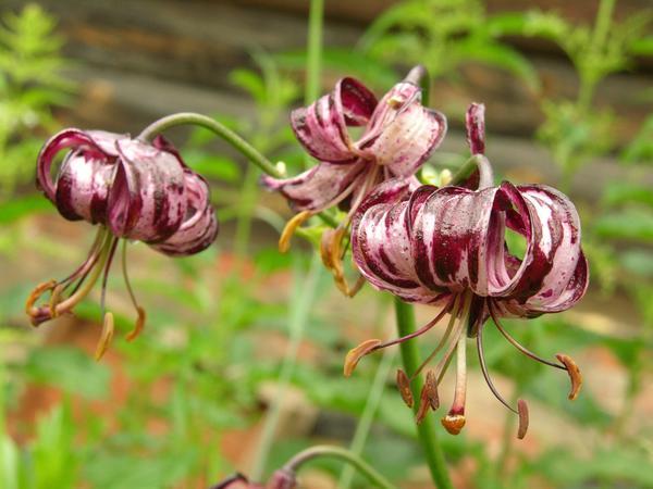 fleur de lys
