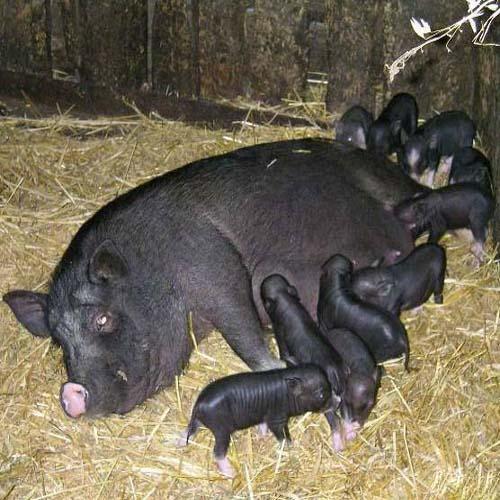 alimentant porcs