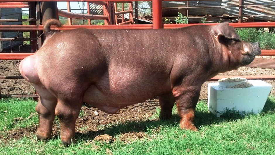 Duroc-gris