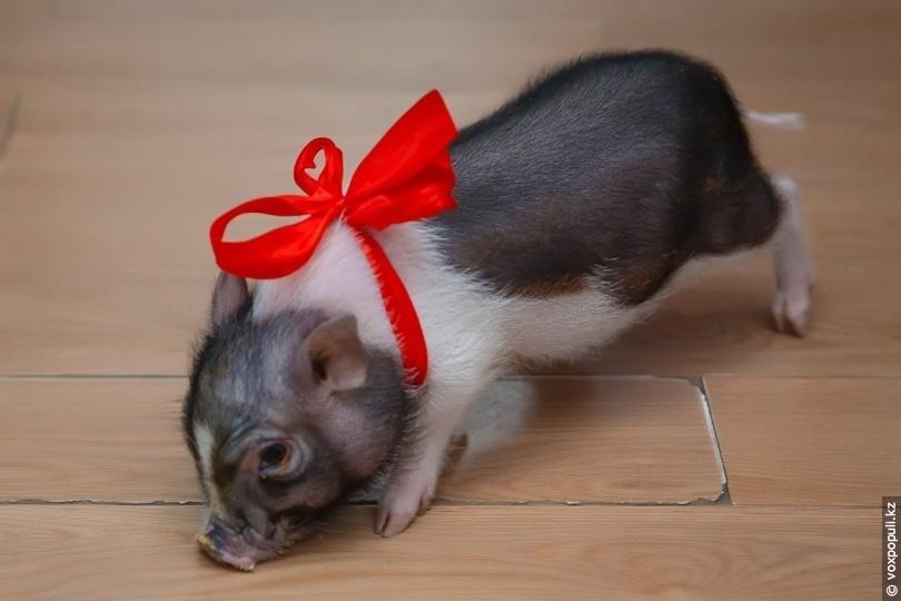 Mini-grisar