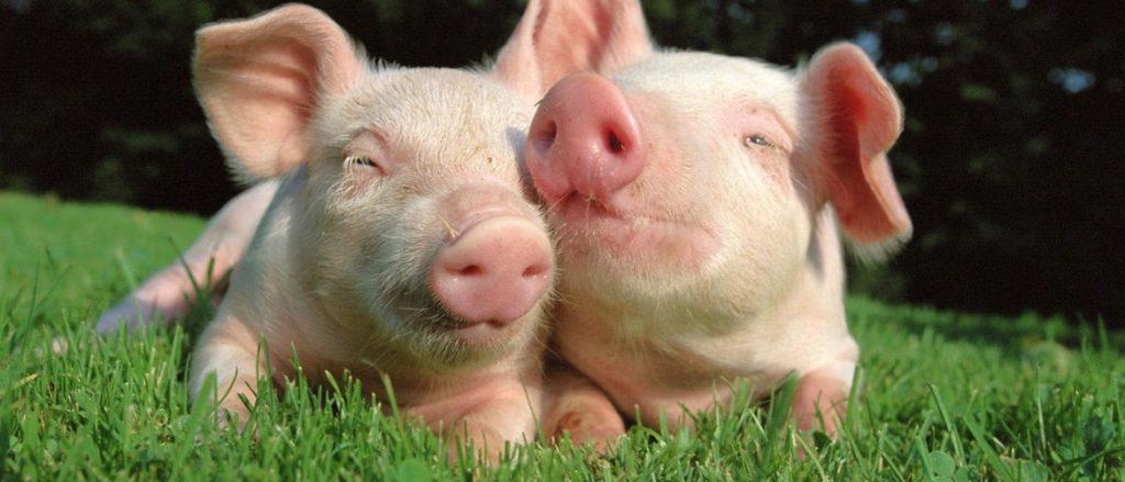 two little pigs