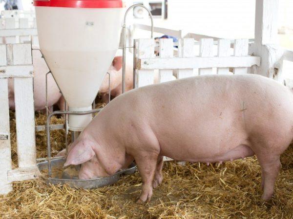 alimentant porcs