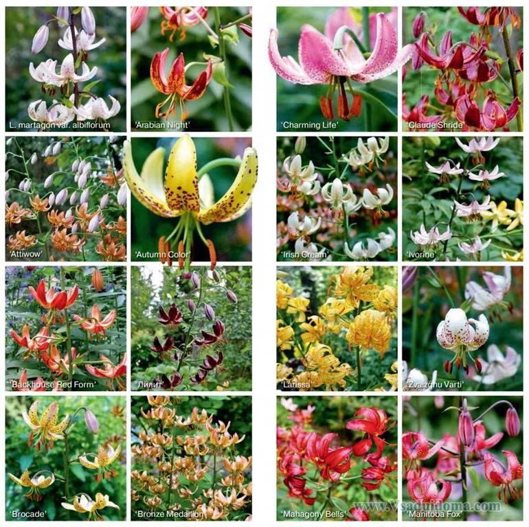 types de lis