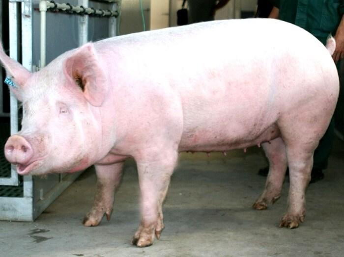 porc blanc