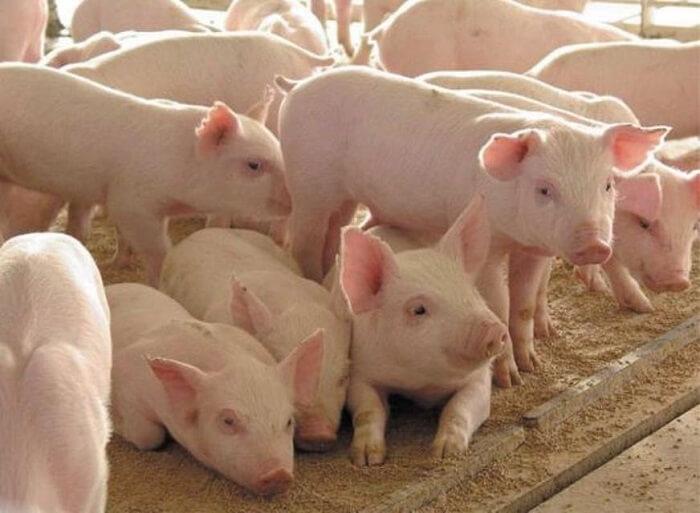 porc blanc