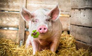 Wie viele Jahre leben Schweine zu Hause und in der Natur, der durchschnittliche Zeitraum