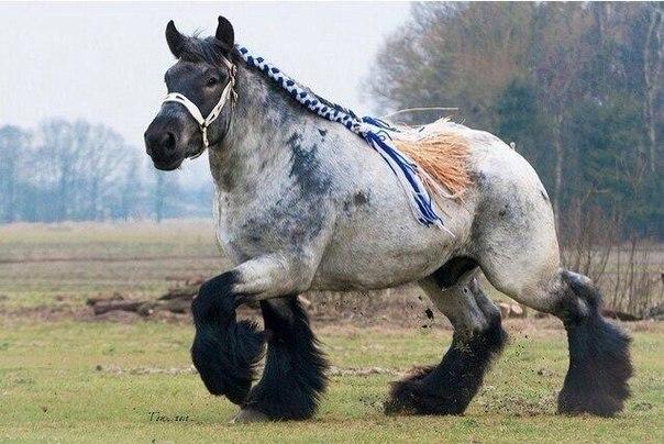 shire horse