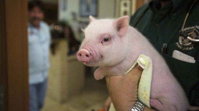 pig in hand