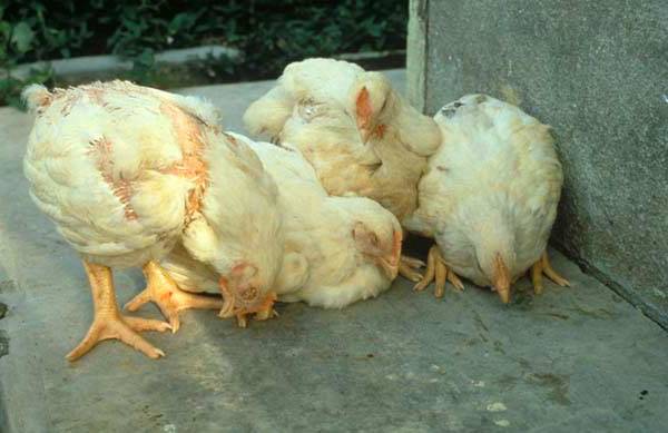 Knemidokosis of chickens
