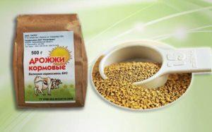 Како давати крмни квас свињама код куће и њиховим врстама