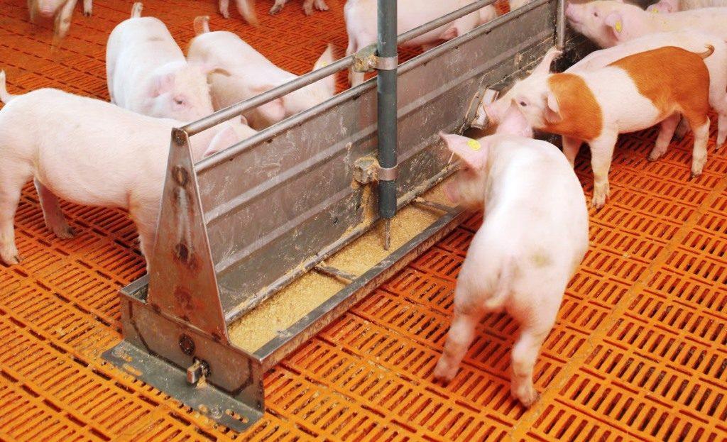 feeding pigs