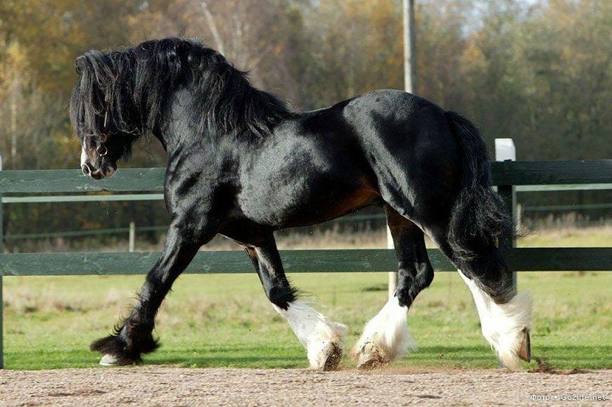 Shire horse breeds
