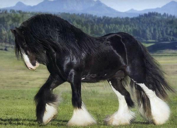 shire horse